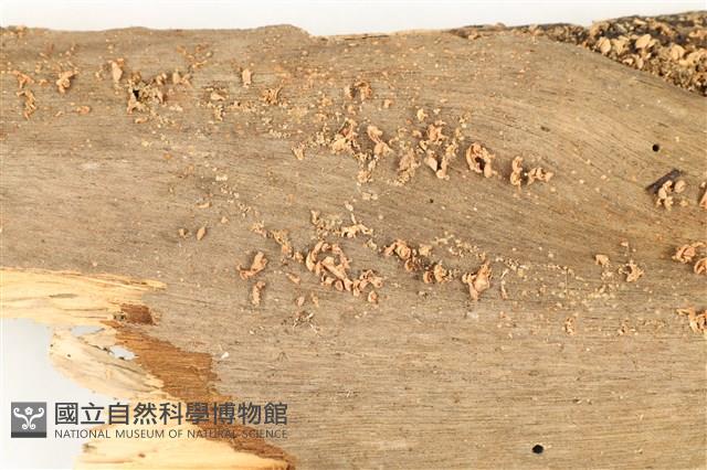 登錄號:F0038203藏品圖，第3張