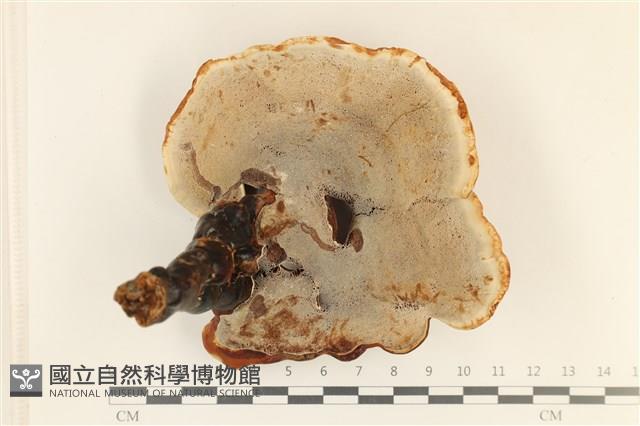登錄號:F0037203藏品圖，第3張