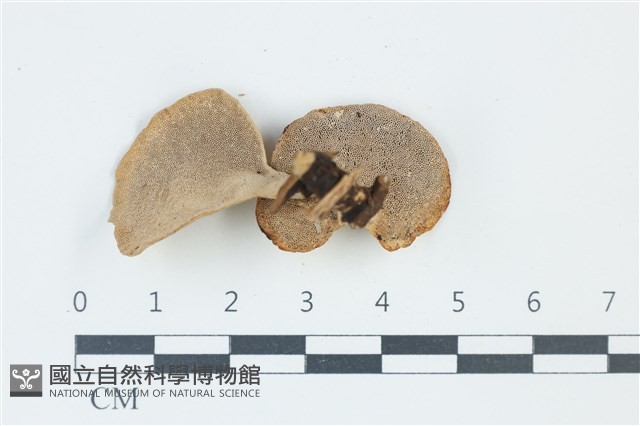 多孔菌屬藏品圖，第3張