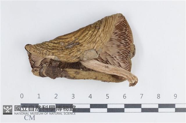 登錄號:F0038803藏品圖，第3張