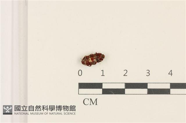 登錄號:F0036803藏品圖，第3張