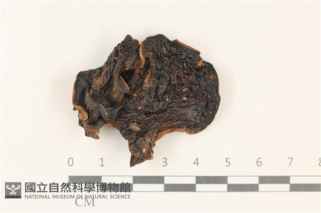 登錄號:F0037903藏品圖，第3張
