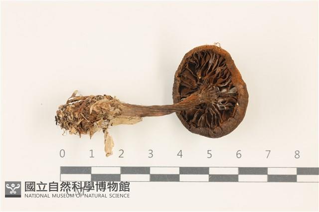 登錄號:F0037503藏品圖，第3張