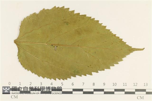 登錄號:F0038103藏品圖，第3張