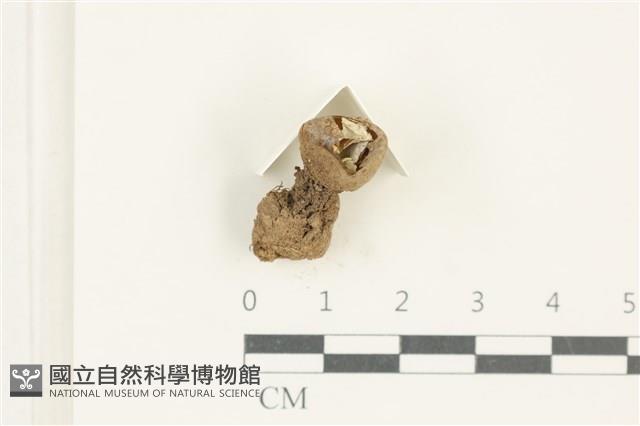 登錄號:F0038213藏品圖，第3張