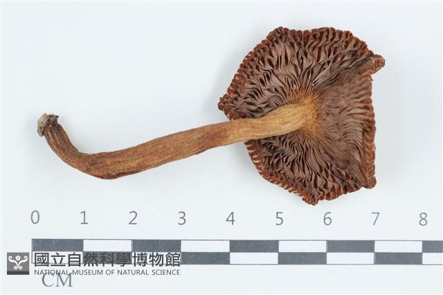 登錄號:F0038813藏品圖，第3張