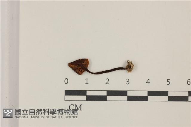 登錄號:F0037413藏品圖，第3張