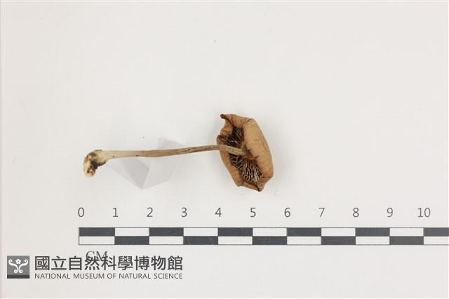 登錄號:F0036513藏品圖，第3張