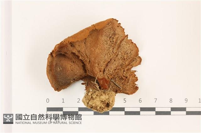 登錄號:F0037513藏品圖，第3張