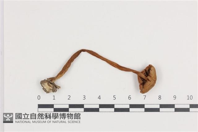 登錄號:F0036113藏品圖，第3張