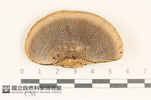 登錄號:F0037113藏品圖，第3張