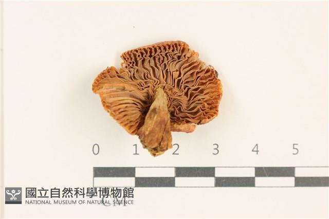登錄號:F0037013藏品圖，第3張