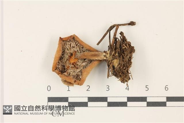乳菇屬藏品圖，第3張
