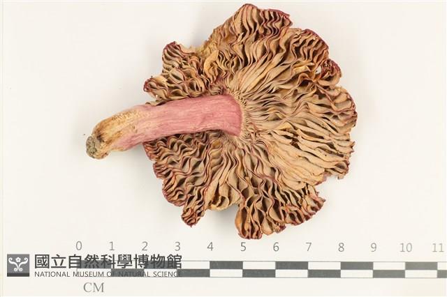 紅菇屬藏品圖，第3張