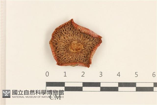 登錄號:F0037253藏品圖，第3張