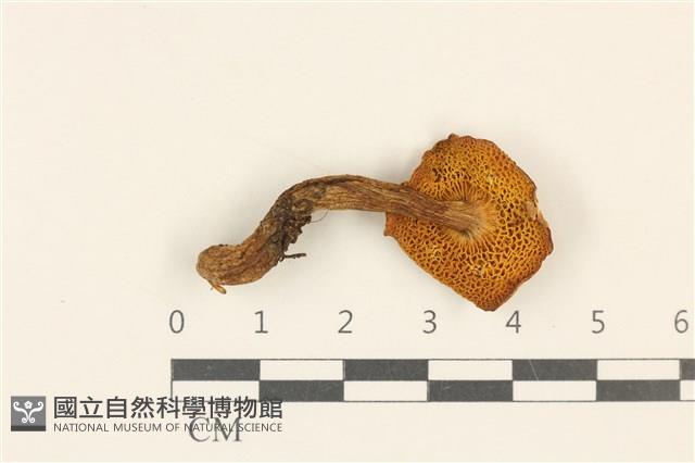 登錄號:F0036853藏品圖，第3張