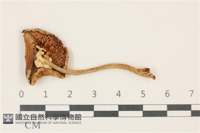 鵝膏屬藏品圖，第3張