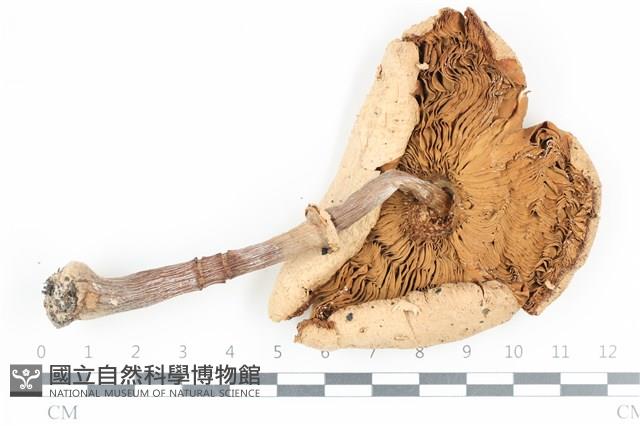 登錄號:F0036453藏品圖，第3張