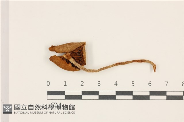 登錄號:F0037453藏品圖，第3張