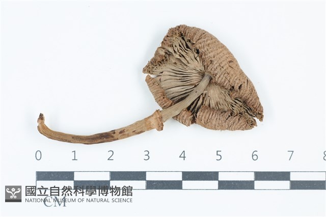 珠雞斑白鬼傘藏品圖，第3張