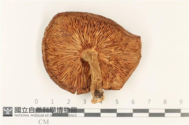 登錄號:F0037753藏品圖，第3張