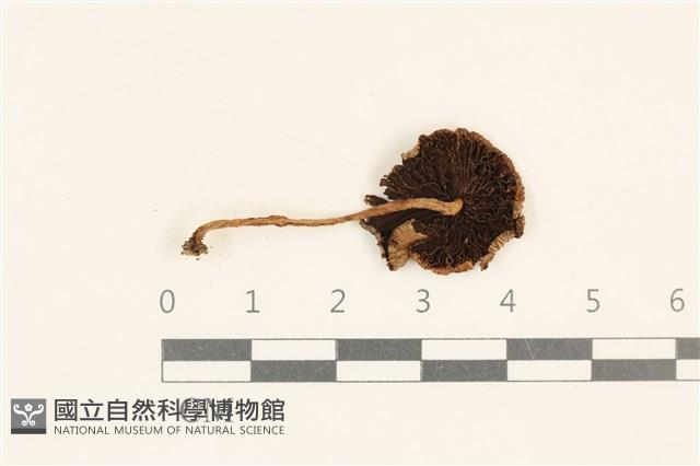 館號:F0037153藏品圖，第3張