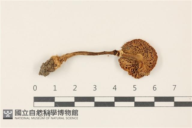 登錄號:F0037353藏品圖，第3張
