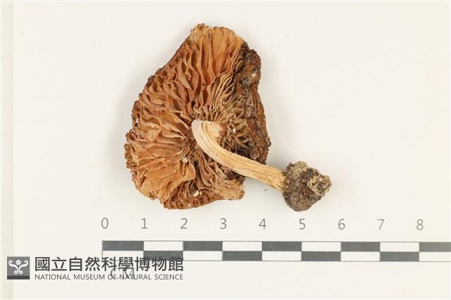 登錄號:F0038243藏品圖，第3張