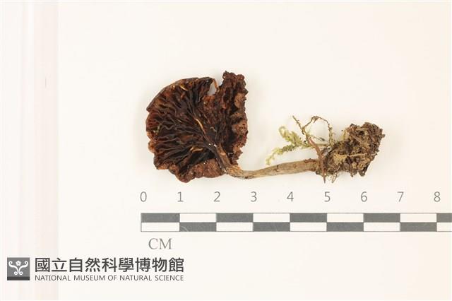 登錄號:F0037443藏品圖，第3張