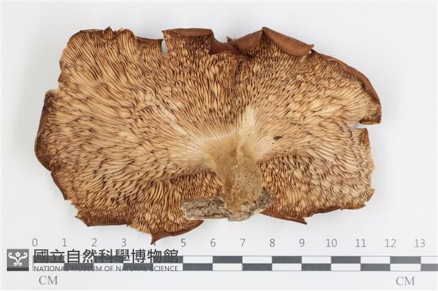 登錄號:F0036543藏品圖，第3張