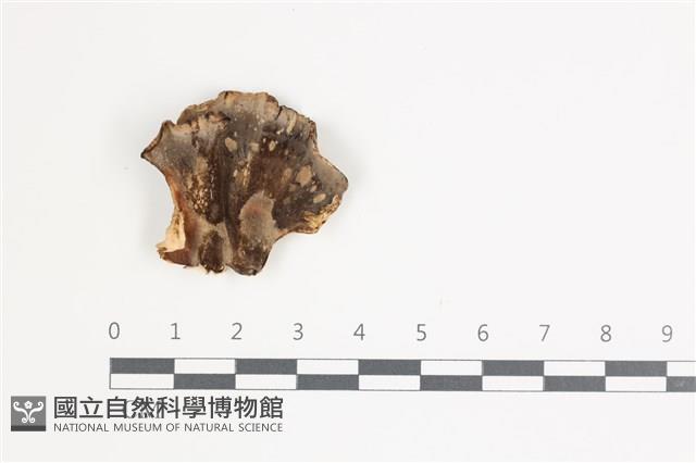 煙管菌藏品圖，第3張