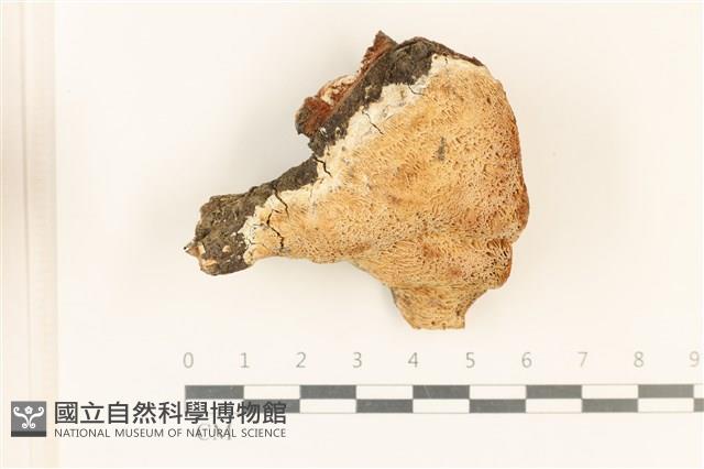 登錄號:F0032143藏品圖，第3張