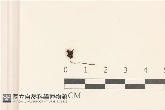 小皮傘屬藏品圖，第3張