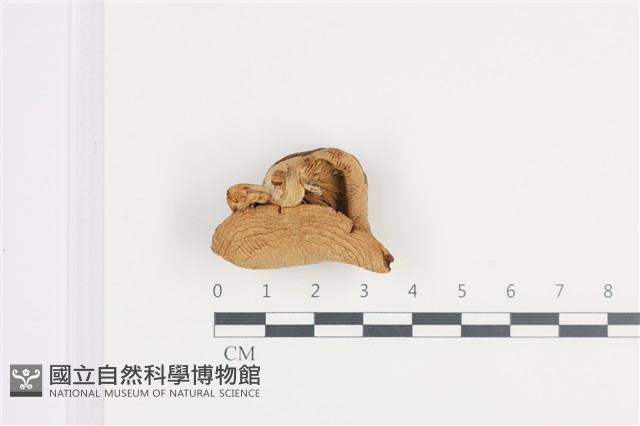 登錄號:F0036043藏品圖，第3張