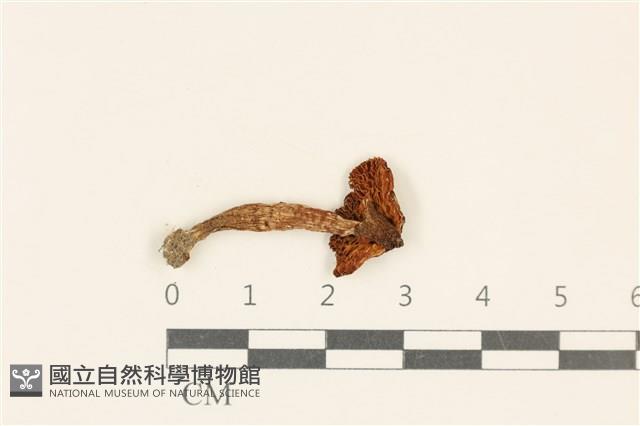 登錄號:F0037043藏品圖，第3張