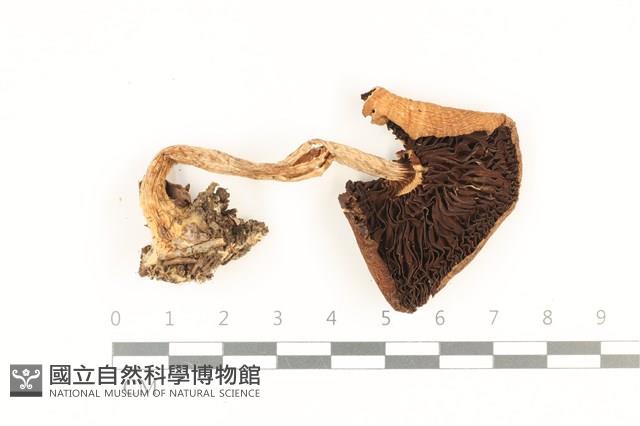登錄號:F0036993藏品圖，第3張