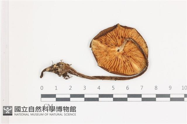 登錄號:F0036693藏品圖，第3張