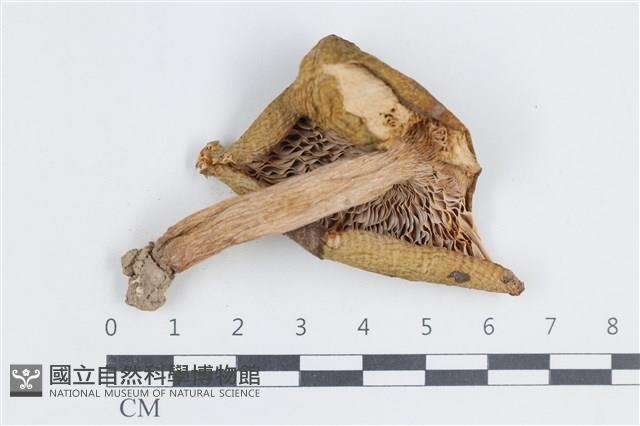 登錄號:F0038793藏品圖，第3張