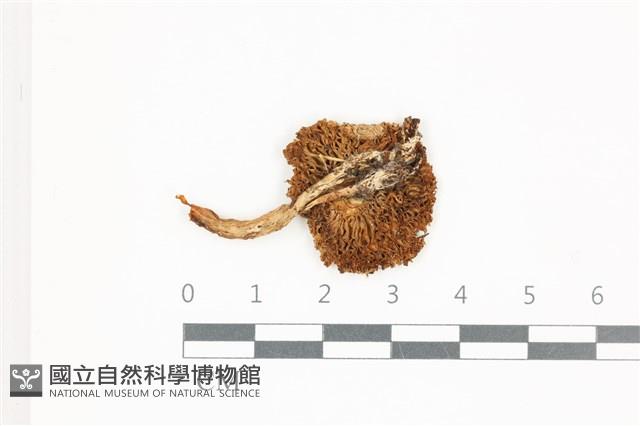 登錄號:F0036593藏品圖，第3張