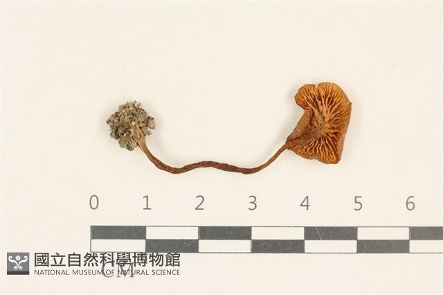 粉褶菌屬藏品圖，第3張