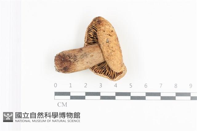 登錄號:F0036093藏品圖，第3張