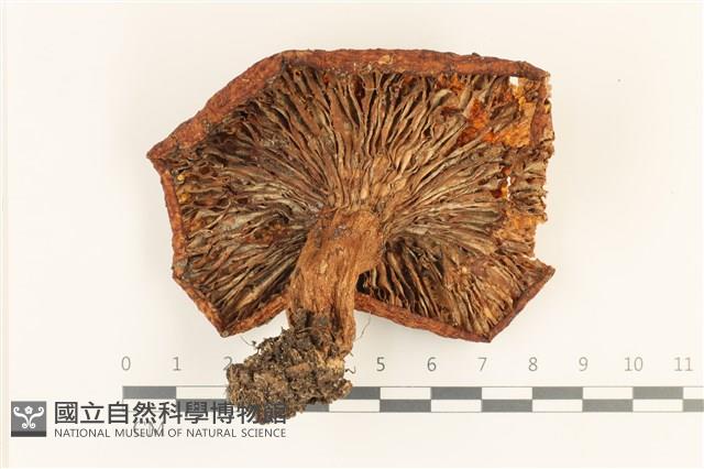 登錄號:F0036883藏品圖，第3張