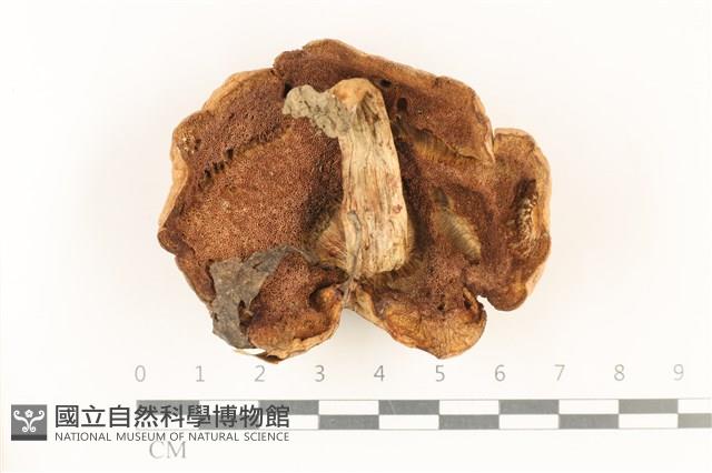 登錄號:F0037883藏品圖，第3張