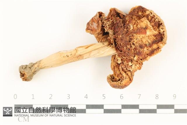 登錄號:F0037983藏品圖，第3張
