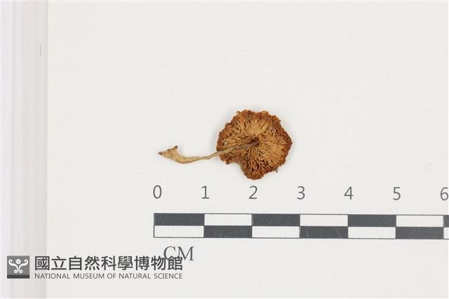 登錄號:F0036683藏品圖，第3張