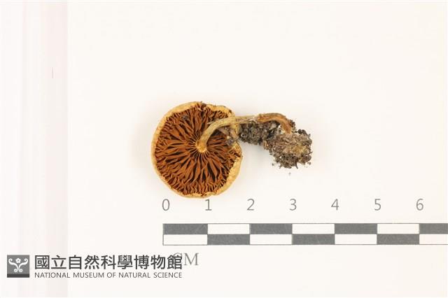 登錄號:F0037483藏品圖，第3張