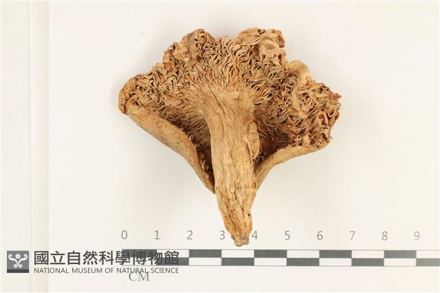 登錄號:F0038183藏品圖，第3張