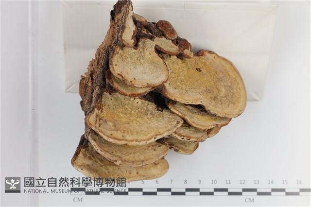 登錄號:F0036183藏品圖，第3張