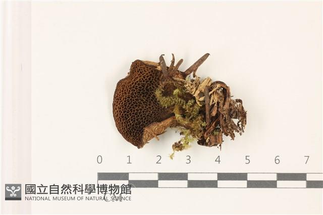 登錄號:F0037383藏品圖，第3張