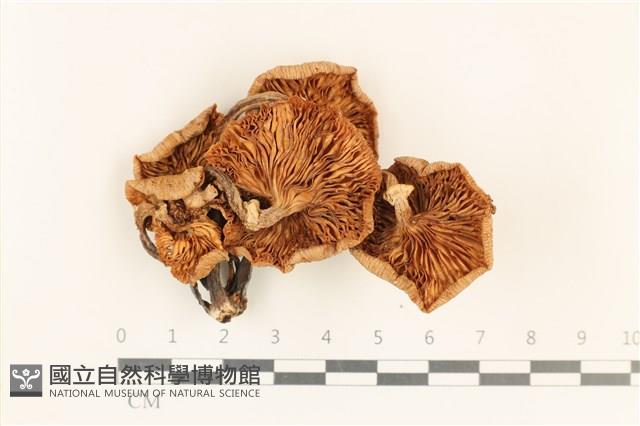 登錄號:F0037233藏品圖，第3張